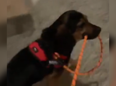 Risate per quello che fa il cane da salvataggio ogni volta che “si stanca” durante le passeggiate