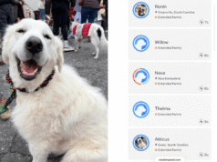 Salvataggio del test del DNA sui Grandi Pirenei: furia per il risultato che fece crollare lo stomaco