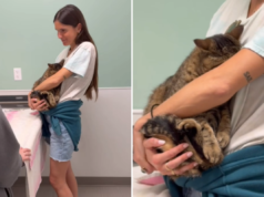 I cuori si sciolgono per un gatto che lotta per essere “coraggioso” durante la visita dal veterinario