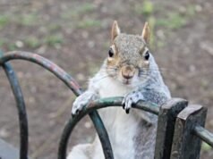 Gli scoiattoli “svapano” le sigarette elettroniche scartate a causa degli aromi fruttati