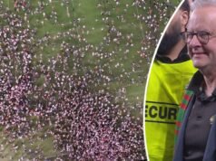 Albanese dice che il rischio di una multa “vale la pena” partecipare ai festeggiamenti mentre Alex Johnston fa la storia della NRL