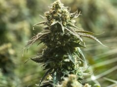 L’uso della cannabis medicinale è esploso, ma una nuova ricerca mette in dubbio i benefici