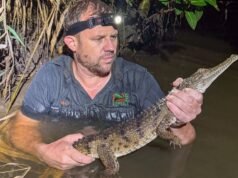 Coccodrillo catturato dopo essere stato trovato nello stagno dietro il negozio di Bunnings