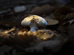 Avviso di foraggiamento emesso mentre fioriscono i funghi Deathcap