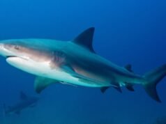 Snorkler morso da uno squalo al largo della zona turistica australiana