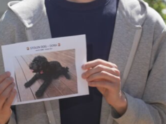 Il papà chiede la restituzione del cucciolo rubato di un bambino di quattro anni mentre la polizia dà la caccia a tre donne