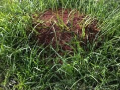 Nido di formiche rosse rilevato nella foresta pluviale Patrimonio dell’Umanità sulla Gold Coast