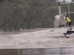 Cane salvato dalle acque infestate dai coccodrilli vicino a Katherine