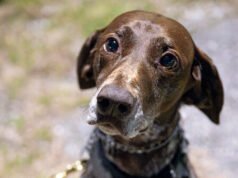 I democratici votano contro la deportazione dei migranti che danneggiano gli animali