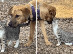 I cuori si sciolgono quando un cane da salvataggio “adotta” un gattino randagio e il proprietario non può dire di no
