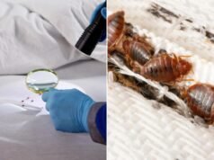 L’incubo delle cimici dei letti si diffonde in più stati: cosa devi sapere, soprattutto se stai andando alle vacanze di primavera