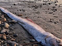 I turisti salvano due giganteschi “pesci dell’Apocalisse” dalla spiaggia messicana