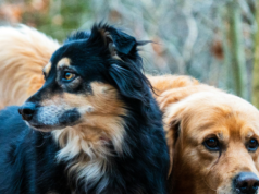 Il video virale dei cani in fuga in Cina ha totalizzato 230 milioni di visualizzazioni