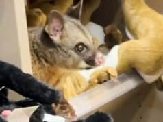 Un opossum vivo scoperto nascosto tra i peluche in un negozio di souvenir dell’aeroporto australiano