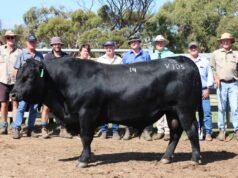 Gli acquirenti spingono il prezzo medio fino a $ 17.280 alla vendita annuale nel sud