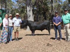 Il toro “Real Deal” apre la strada alla prima vendita di stalloni nel sud-ovest