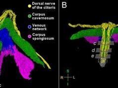 Gli scienziati creano la prima mappa del clitoride in assoluto e confermano che l’organo sessuale femminile è ancora più sensibile di quanto pensassimo