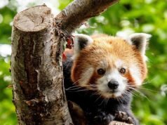 Ciao Priya! Il panda rosso, in via di estinzione, si sta stabilendo nella sua nuova casa allo zoo del Regno Unito