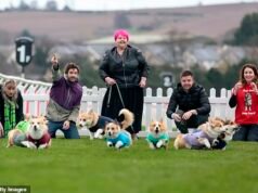 Sulle tue cortecce! I Corgis si affrontano in una corsa di 70 metri per celebrare la razza canina amata dalla regina Elisabetta II