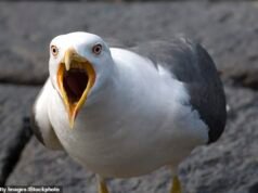 Angry Birds! Abbiate paura, gente… gli attacchi dei gabbiani ora sono “coordinati” dopo aver preso di mira una caccia alle uova di Pasqua