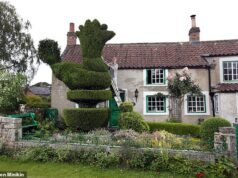 Yew non può essere serio! La siepe di gallo che è stata il punto di riferimento del villaggio per 110 anni viene abbattuta e sostituita con un doccione