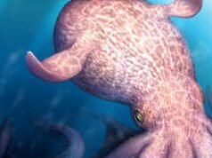 Il KRAKEN nella vita reale: polpi giganti delle stesse dimensioni dei capodogli popolavano gli oceani 72 milioni di anni fa, secondo uno studio
