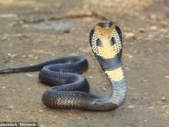 Turista muore dopo che un “cobra” gli morde una gamba quando un incantatore di serpenti lo lascia strisciare nei suoi pantaloni durante uno spettacolo in Egitto