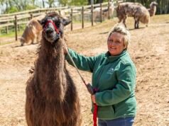 Sette lama vengono abbattuti dopo l’epidemia di tubercolosi nella fattoria “trekking e terapia” – con altri 27 in isolamento