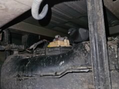 Consegna speciale! Piccoli piccioni trovati nascosti nel furgone della Royal Mail… e sono “lì da settimane”