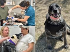 Anziano cane mezzo cieco combatte contro l’orso per proteggere la famiglia: “Il nostro piccolo salvatore”