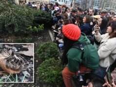 L’avvistamento di beccacce americane a New York fa gridare di gioia gli appassionati di uccelli