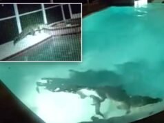 Un “intruso” dai denti aguzzi avvistato durante una festa in piscina mentre i residenti chiamano la polizia