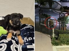 Il sospetto dal cuore di ghiaccio è stato identificato dopo aver brutalmente lanciato un cucciolo fuori dal rifugio per animali dell’OC