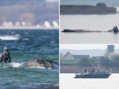Come i soccorritori tedeschi intendono utilizzare cuscini d’aria per salvare Timmy, la balena malata e spiaggiata