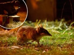 Piccolo e raro marsupiale salvato dall’estinzione in un “incredibile” tentativo di recupero: “Una possibilità di sopravvivenza”