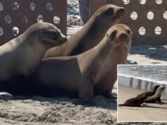 Un video adorabile mostra i cuccioli di leoni marini rilasciati nell’oceano