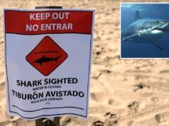 I nuotatori fuggono mentre banchettano con grandi macchie bianche lungo la spiaggia affollata della California