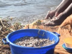 Le donne keniane sfidano i tabù della pesca mentre il cambiamento climatico minaccia il Lago Vittoria