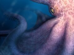 “Kraken”: gli scienziati scoprono un polpo predatore all’apice lungo 19 metri
