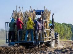 L’Associazione popolare dei coltivatori di canna da zucchero afferma che le perdite di Sugar Co sono dovute a una gestione non creativa