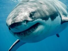 Il problema degli squali che affligge il nuovo resort Club Med da 170 milioni di dollari in Sud Africa