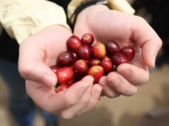 La diplomazia indonesiana del caffè nel paese natale dell’Imam Bukhari