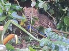 I secondi in cui un leopardo entra negli insediamenti residenziali di Cisarua finché non viene intrappolato ed evacuato