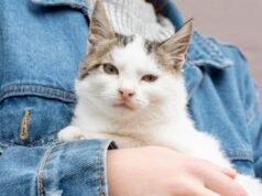 Virale! Ci sono posti di lavoro vacanti per abbracciare gatti pagati centinaia di milioni, interessati?