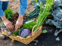 Come realizzare un orto in casa per principianti, economico e pratico!