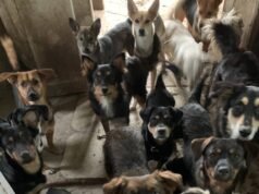 Come i cani ucraini si stanno adattando alla guerra