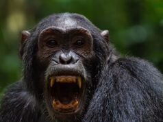 Gli scienziati sono sbalorditi mentre gli scimpanzé si ribellano agli amici con una follia omicida