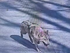 Lupo sfuggente che ha affascinato una nazione, catturato dopo nove giorni di fuga