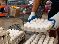 FOTO — Gli agricoltori statunitensi donano 6 milioni di uova durante le vacanze di Pasqua e Pesach: “Orgogliosi di restituire”