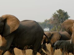 Elefanti africani calpestano a morte un abile cacciatore californiano mentre inseguiva un’antilope sfuggente in Gabon